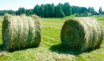 Сено рулон 300 кг.