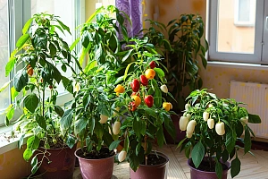 Выращивание пионов открытом грунте